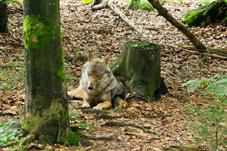 NP Bayerischer Wald_Wolf_d8b0020